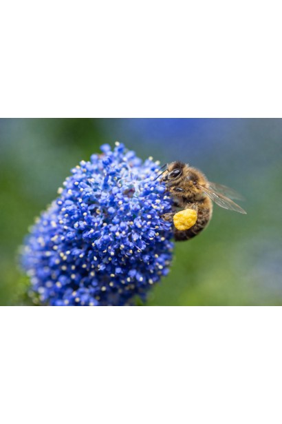 Цеанотус щитовидний Concha квітка